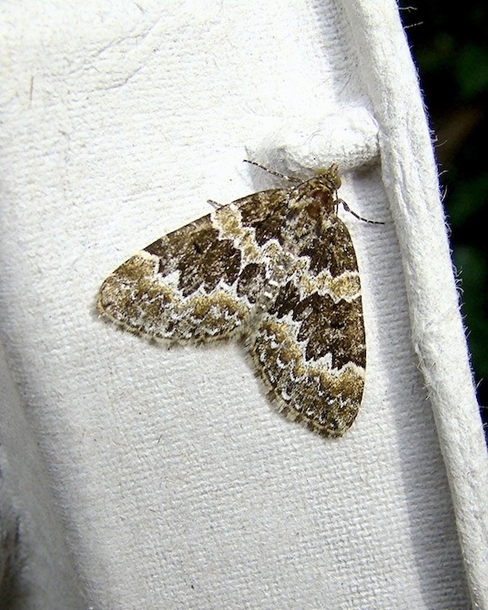 broken barred carpet
